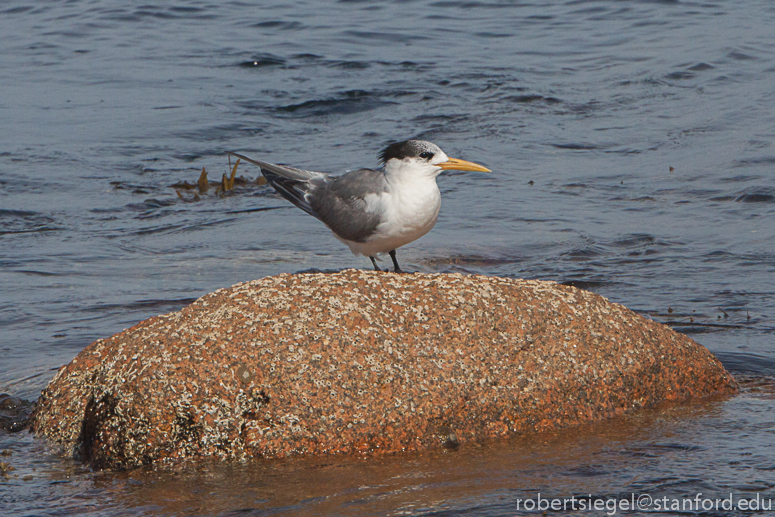 tern